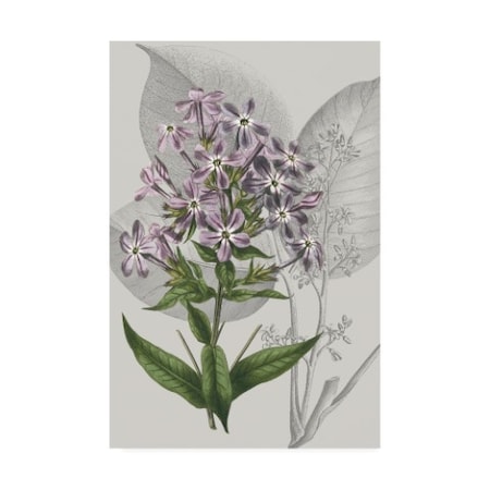 Vision Studio 'Botanical Arrangement Vi' Canvas Art,16x24